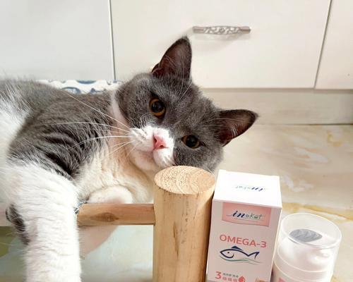 掉毛不吃的猫咪怎么办（宠物猫不吃饭）