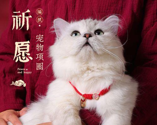 猫咪掉水里后应该怎么办（教你正确处理猫咪落水事件）