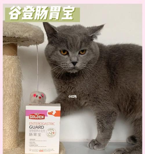 猫咪肠胃健康指南（以宠物为主）