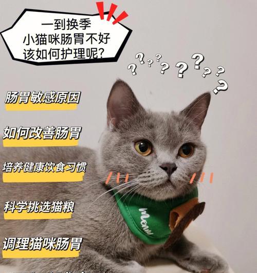 猫咪肠胃健康指南（以宠物为主）