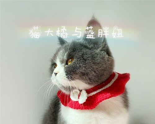 猫咪的调皮行为如何教训（掌握这些方法）