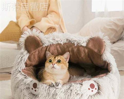 猫咪冬天比夏天能吃的原因剖析（宠物喜欢大胃口）