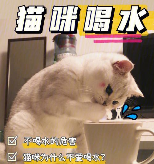 为什么猫咪冬天不喝水（探究猫咪冬季不喝水的原因）