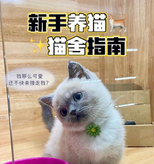 猫咪的魅力（探讨宠物养育中的责任和情感）