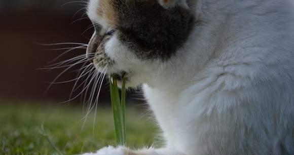 猫咪的饮食习惯之麦草，他们真的喜欢吃吗？