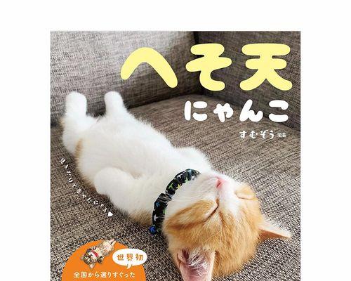 猫咪肚脐的形态及其相关问题（以宠物为主的肚脐话题）