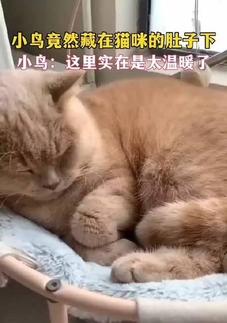 猫咪肚子里的异物（宠物食用异物的危险性与预防措施）