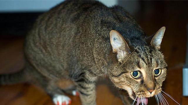 猫咪肚子里的异物（宠物食用异物的危险性与预防措施）