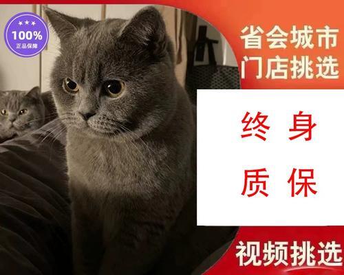 猫咪肚子里的红肿——如何诊断和治疗（宠物爱好者必看）