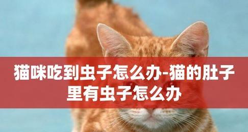 宠物猫咪肚子里有虫子，你需要了解的15个症状（发现宠物猫咪肚子里有虫子）