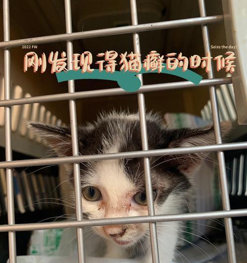 宠物猫咪肚子里有虫子，你需要了解的15个症状（发现宠物猫咪肚子里有虫子）