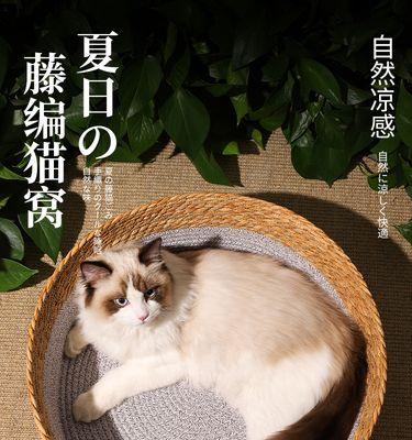 宠物猫咪打，需慎重（正确掌握猫咪的时间和方法）