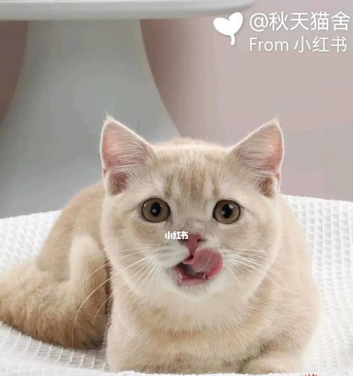 如何确定宠物猫的体重正常（猫咪体重标准及饮食管理指南）