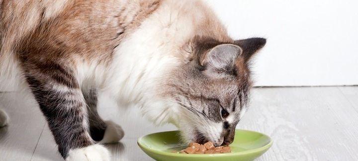 猫咪饿了怎么办（宠物饲养的重要性与喂食误区）