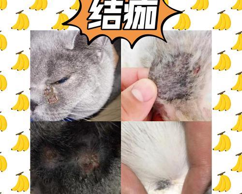 猫咪耳背掉毛有皮屑怎么办（解决宠物猫咪毛发掉落、皮屑问题）