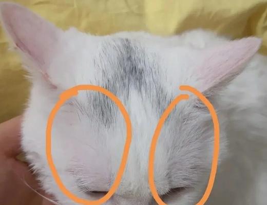 如何解决宠物猫耳边毛发稀疏问题（探究猫耳边毛发稀疏原因）