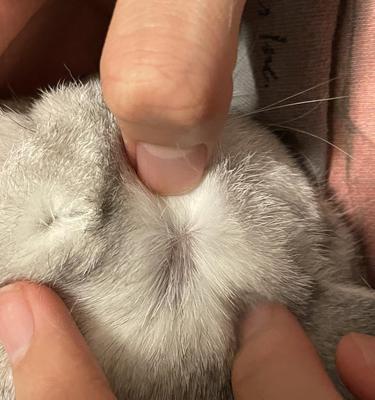 探寻猫咪耳朵掉皮屑的原因及应对方法（探寻猫咪耳朵掉皮屑的原因及应对方法）