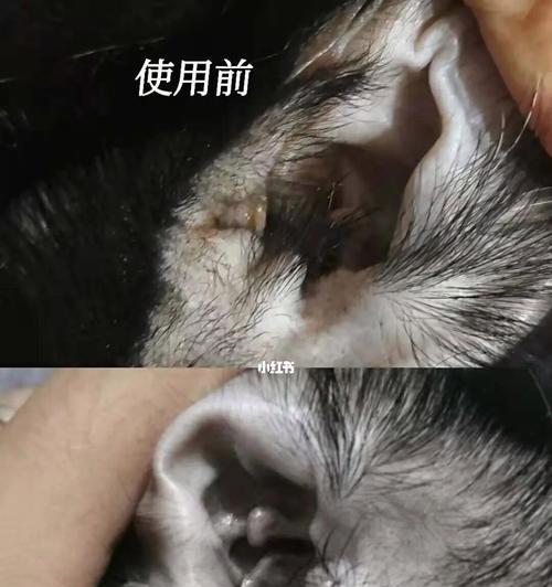 揭秘猫咪耳朵后面小疙瘩的真相（了解猫咪健康状况）