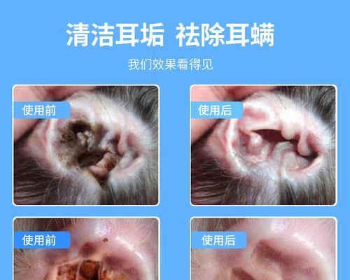 猫咪耳朵小包的症状、原因和治疗（宠物猫咪耳朵里出现小包是什么原因）