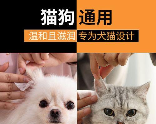 猫咪耳朵问题与眼睛大小关系的探究（从宠物主人的角度探讨猫咪健康问题的实用经验）