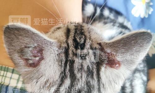 宠物护理须知、猫咪耳朵保健、圆形伤口治疗（宠物护理须知）