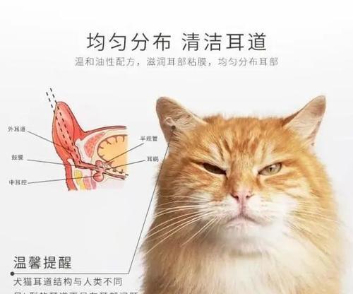 猫咪耳尖热，是不是发烧了（了解猫咪耳尖热）