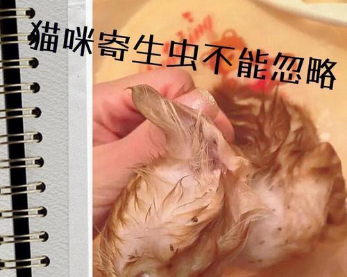 揭秘猫咪耳屎形成的原因及清理方法（宠物主人必看）