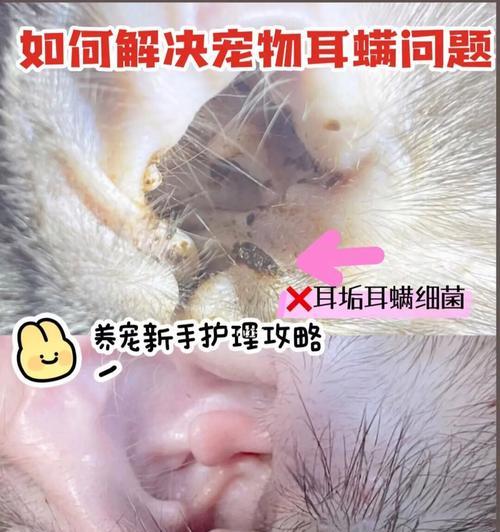 如何给宠物猫咪上药（以猫咪耳螨不严重为例）