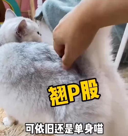 如何缓解猫咪发情时持续叫唤的问题（从宠物安抚到环境调整）