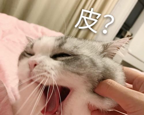 猫咪的烦躁不安是因为什么（探究猫咪烦躁不安的原因和解决方法）