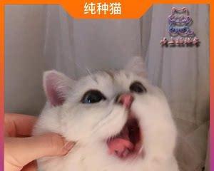 猫狗反应速度对比（以猫咪反应速度为基准）