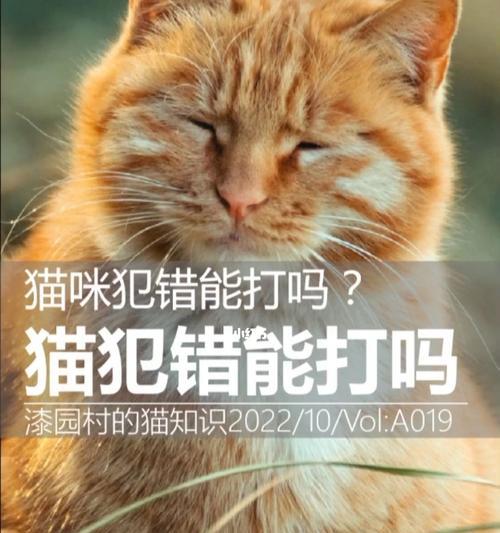 如何正确调节宠物猫犯错的行为（从宠物猫的心理出发）