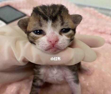 猫咪饭量突然减少的原因和应对方法（探究猫咪饭量减少的各种情况及正确的喂养方法）