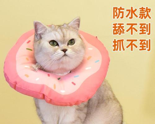 宠物猫咪如何安心睡觉（以防咬头套为重点）