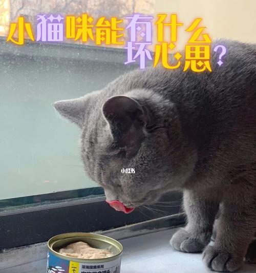 如何帮助肥胖的猫咪正确喝水（探讨肥胖猫咪喝水的问题）