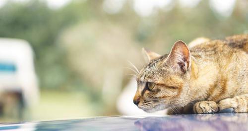 猫咪爱上风油精（以宠物为主的护理秘籍）