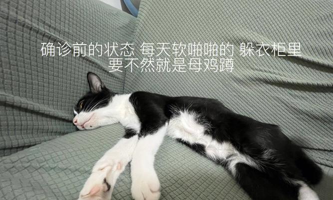 猫咪肝肾疾病及检查大揭秘（掌握这些检查技巧）