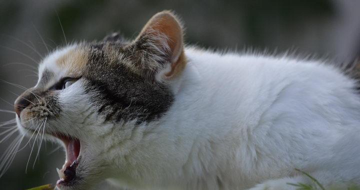 宠物猫为何会频繁咽口水（探究宠物猫咪不断咽口水的原因和应对措施）