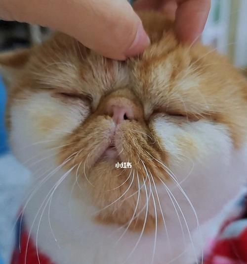 宠物猫感冒传染详解（如何预防和治疗猫感冒）