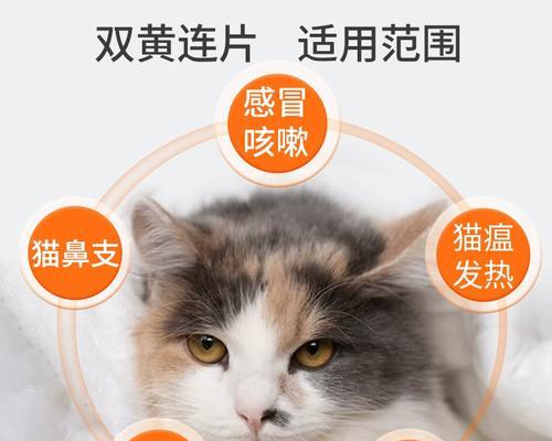 宠物猫感冒传染详解（如何预防和治疗猫感冒）