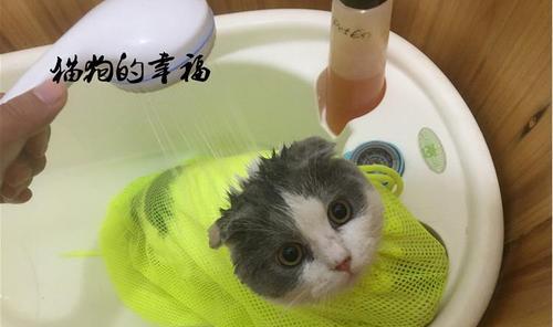 宠物猫咪洗澡后能否打针？