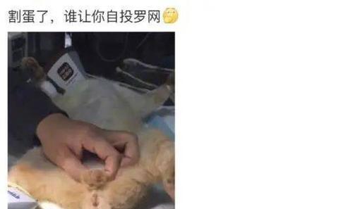 猫咪绝育后的注意事项（细心呵护）