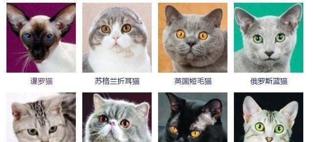 猫咪的世界（探秘不同颜色猫咪的性格和特点）