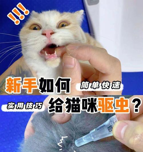 宠物猫咪弓形虫感染率高的原因（如何预防和治疗猫咪弓形虫感染）