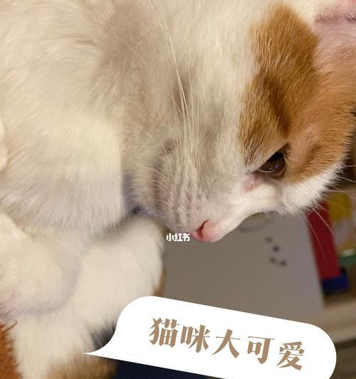 猫咪的爱语——咕噜咕噜拿头蹭你（宠物的真情表达）