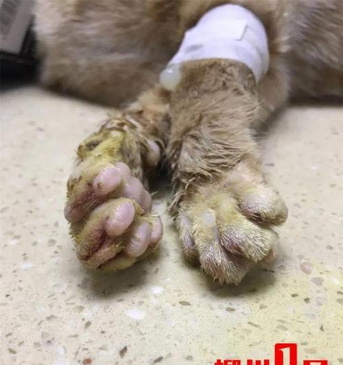 当你发现你的宠物猫骨折，应该怎么办（了解猫咪骨折的种类、症状和处理方法）