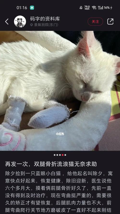 猫咪骨折后如何保护（宠物主人必看）