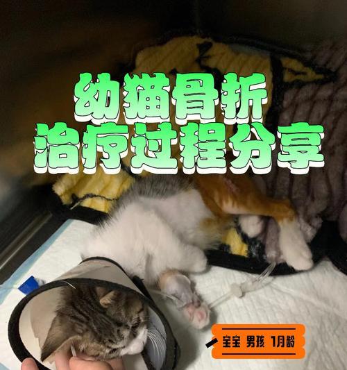 猫咪股骨头切除后天的注意事项（以宠物为主）