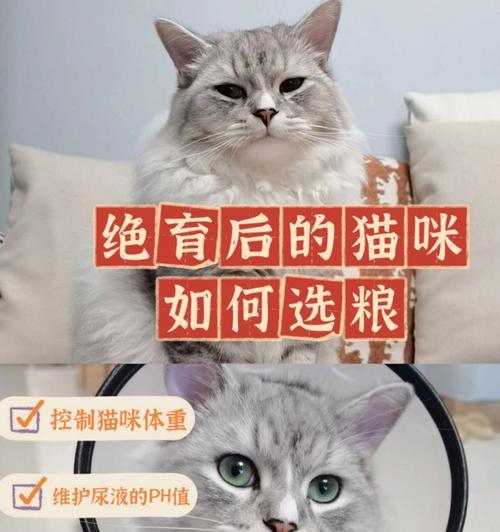 治疗猫咪关节病的有效药物（以宠物为主）