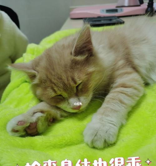 宠物猫咪冠状病毒阳性的治疗方法（掌握有效的治疗技巧）